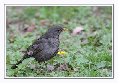 Merle noir / fem / Blackbird / Turdus merula