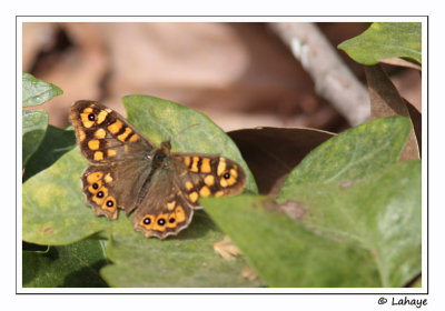Tircis / Speckled Wood Butterfly  Pararge aegeria