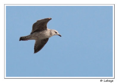 Goland pontique / Yellow-legged Gull /  Larus cachinnans