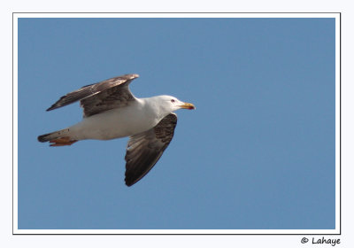 Goland pontique / Yellow-legged Gull / Goland pontique / Yellow-legged Gull /  Larus cachinnans