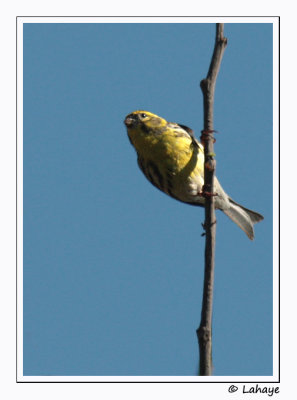Hypolais ple / Olivaceous Warbler /  Hyppolais pallida