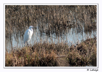 Aigrette garzette / Little Egret / Egretta garzetta