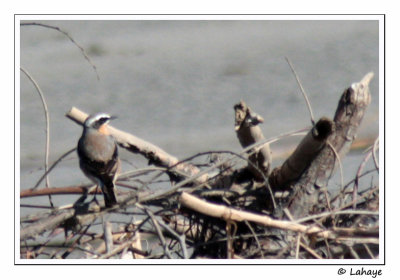 Traquet motteux / Wheatear / Oenanthe oenanthe