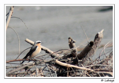 Traquet motteux / Wheatear / Oenanthe oenanthe