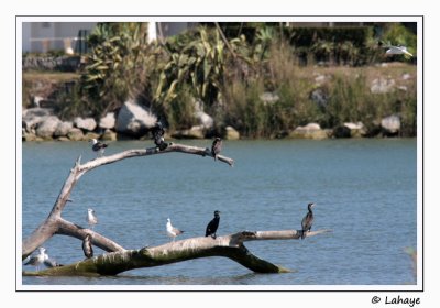 Grands cormorans et golands / Cormorants and gulls