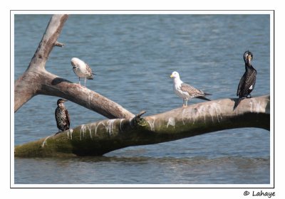 Grand cormoran et goland brun / Cormorant and Lesser Black-backed gull / Phalacrocorax carbo + Larus fuscus