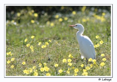 Hron garde-boeufs / Cattle Egret / Bubulcus ibis