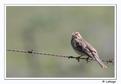 Bruant proyer / Corn Bunting / Miliaria calandria