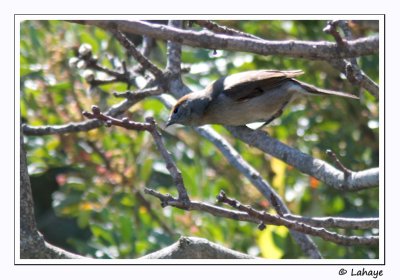 Fauvette mlanocphale / Sylvia melanocephala / Sardinian Warbler