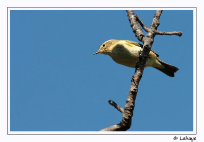 Pouillot de Bonnelli / Western Bonnelli's Warbler / Phylloscopus bonnelli