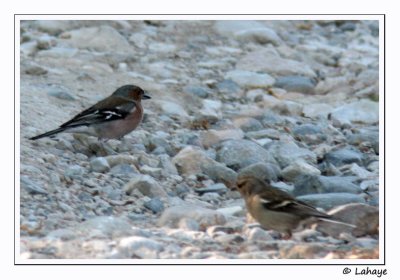 Pinson des arbres / Chaffinch / Fringilla coelebs