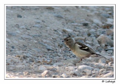 Pinson des arbres / Chaffinch / Fringilla coelebs