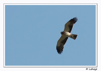 Aigle bott / Booted Eagle / Hieraaetus fasciatus
