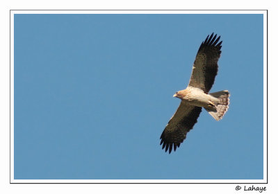 Aigle bott / Booted Eagle / Hieraaetus fasciatus