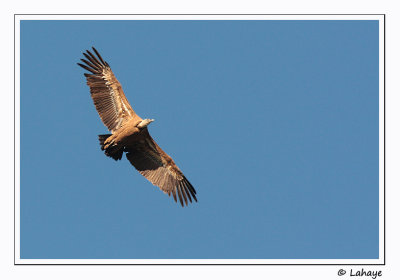 Vautour fauve / Griffon Vulture /  Gyps fulvus