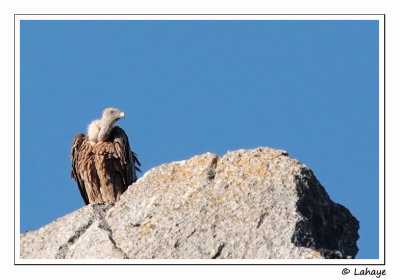 Vautour fauve / Griffon Vulture /  Gyps fulvus