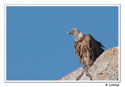 Vautour fauve / Griffon Vulture /  Gyps fulvus