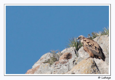 Vautour fauve / Griffon Vulture /  Gyps fulvus