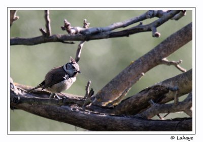 Msange huppe / Crested Tit / Lophophanes cristatus