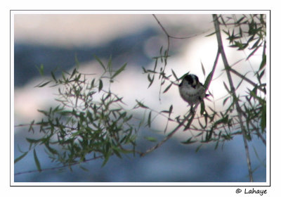 Msange  longue queue / Long-tailed Tit / Aegithalos caudatus