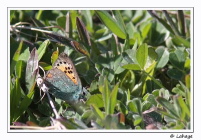 Faux-cuivr Smaragdin / Provence Hairstreak / Tomares ballus