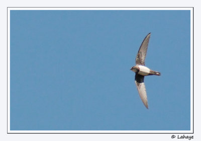 Martinet  ventre blanc / Alpine Swift / Apus melba