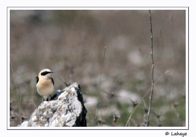 Traquet oreillard / Black-eared Wheatear / Oenanthe hispanica