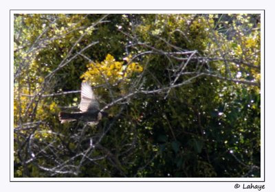 Merle  plastron / Ring Ouzel / Turdus torquatus