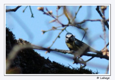 Msange bleue / Blue Tit / Cyanistes caeruleus