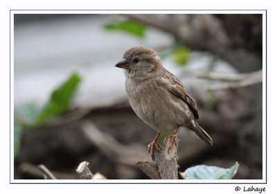 Moineau domestique / Fem / House Spar / Passer domesticusrow