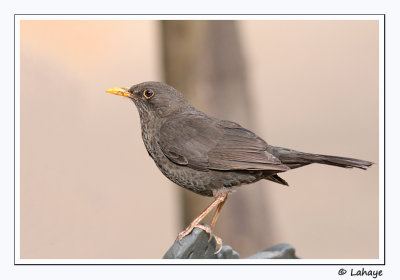 Merle noir / fem / Blackbird / Turdus merula