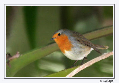 Rougegorge familier / Robin / Erithacus rubecula