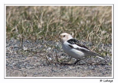 Plectrophane des neiges / Snow Bunting