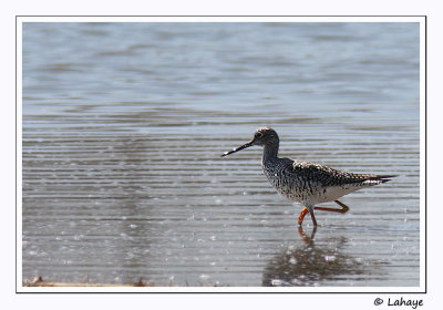 Grand chevalier / Greater Yellowlegs