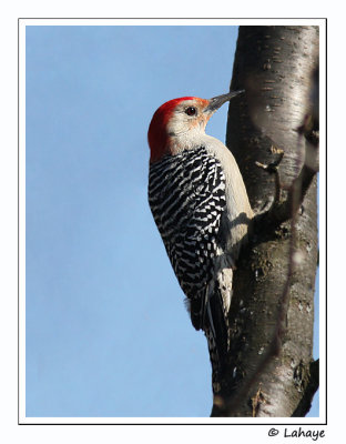 Pic  ventre roux / Red-Bellied Woodpecker