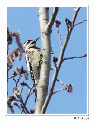 Pic maculé / Yellow-bellied Sapsucker