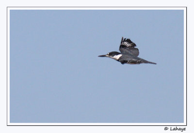 Martin-pcheur d'Amrique / Male / Belted Kingfisher