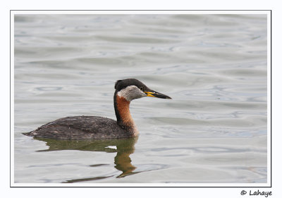 Grbe jougris / Red-necked Grebe