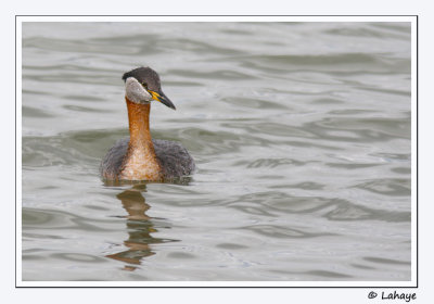 Grbe jougris / Red-necked Grebe