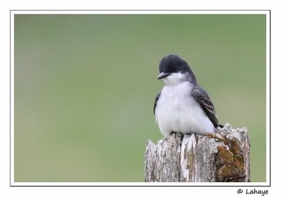 Tyran tritri / Eastern Kingbird