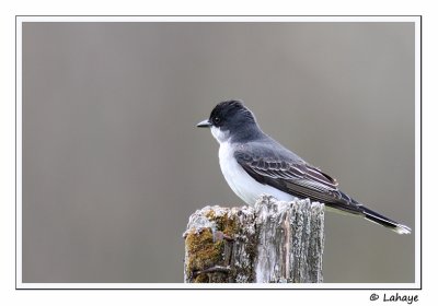 Tyran tritri / Eastern Kingbird