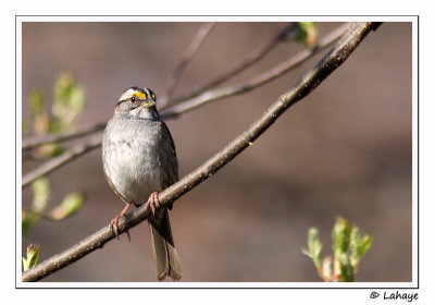 Bruant à gorge blanche / Juv /White-throated Sparrow