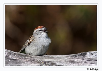 Bruant familier / Chipping Sparrow