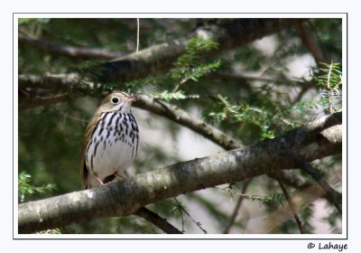 Paruline couronne / Ovenbird