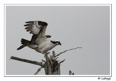 Balbuzard pcheur / Osprey