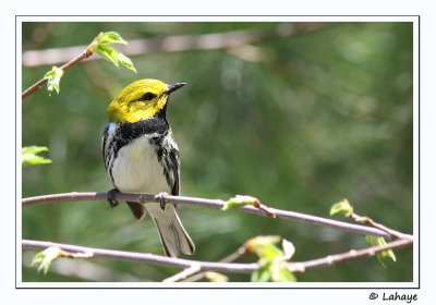 Paruline  gorge noire / Black-throated Green Warbler