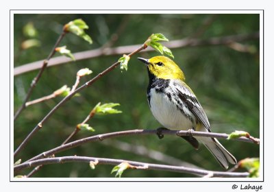 Paruline  gorge noire / Black-throated Green Warbler