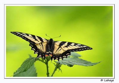 Papillon tigr du Canada / Papilio canadensis