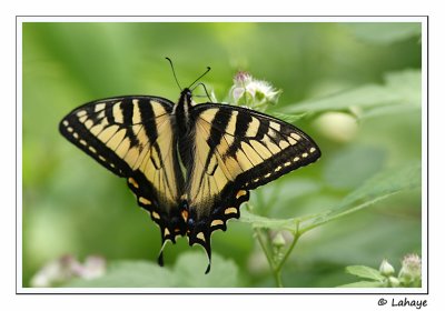 Papillon tigr du Canada / Papilio canadensis