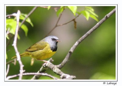 Paruline triste / Mourning Warbler